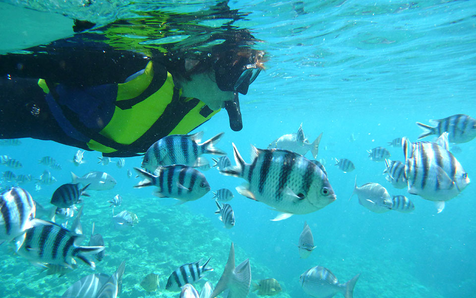 Snorkeling and Diving Programs