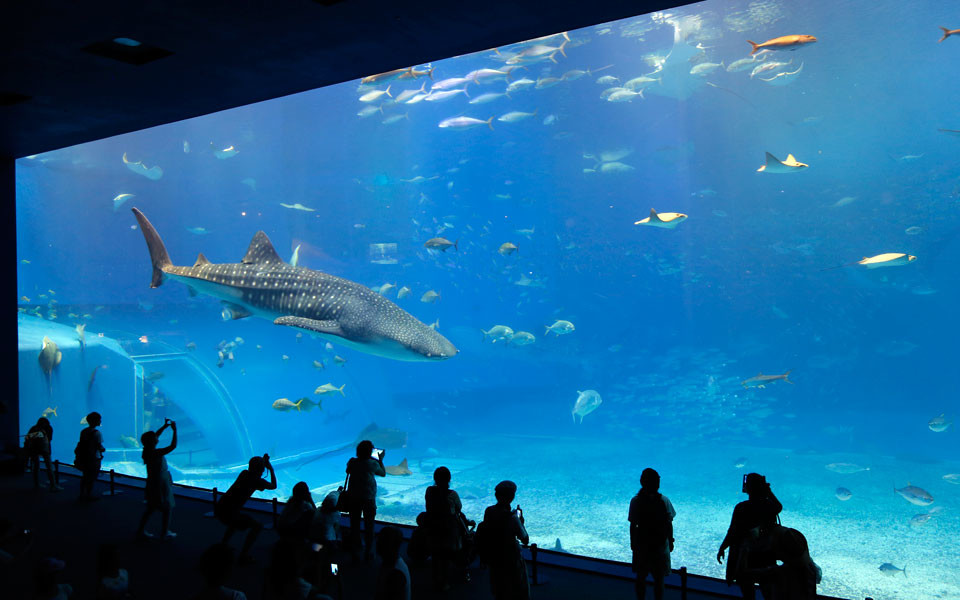 美ら海水族館02
