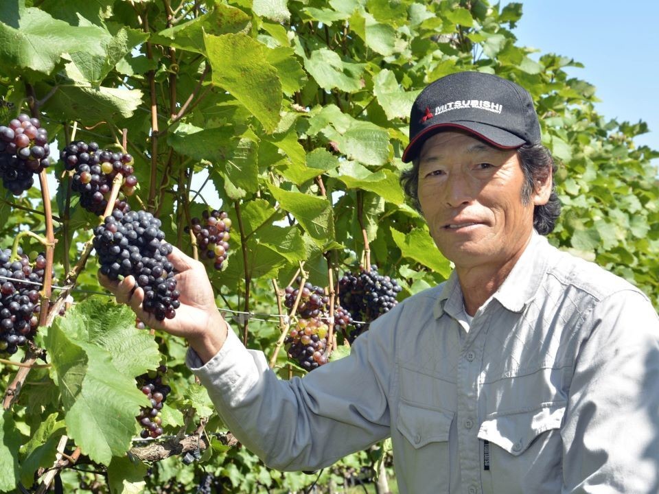 葡萄作りの匠 北島秀樹氏