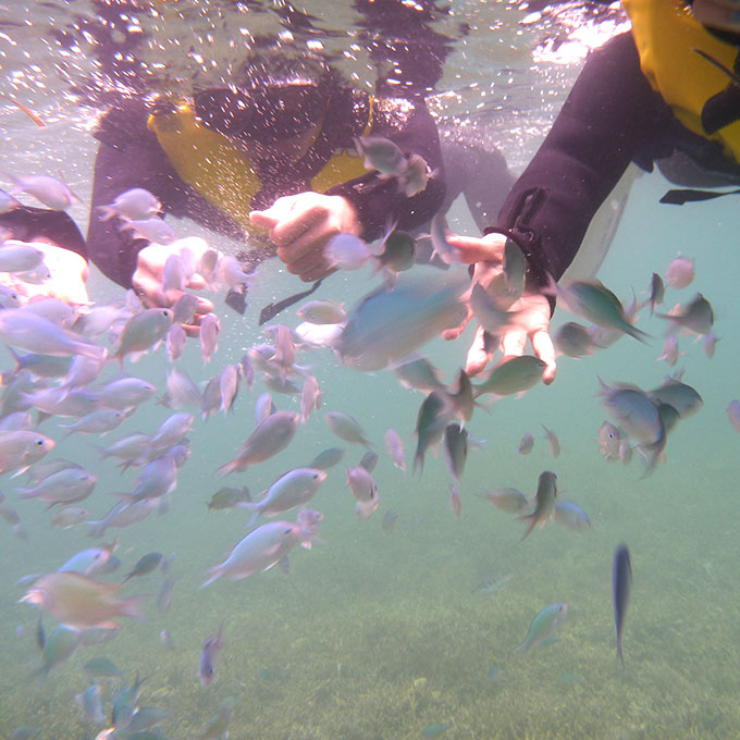 お魚天国シュノーケリング