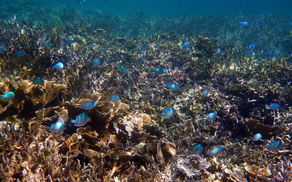 お魚天国シュノーケリング