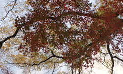 紅葉_01