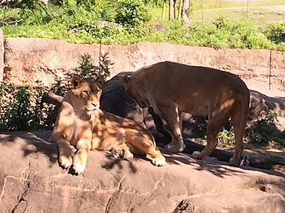 天王寺動物園02