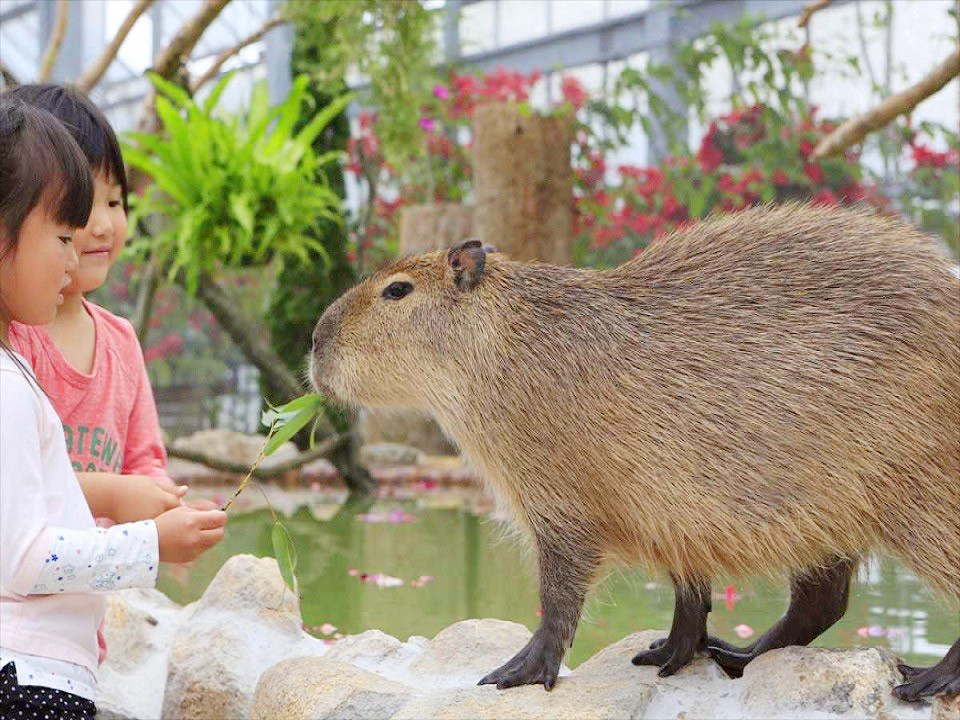 公式 ひょうごを旅しようキャンペーン対象 動物達とのふれあい体験 神戸どうぶつ王国入園券付きプラン ホテル モンテ エルマーナ神戸 アマリー 神戸市 兵庫県 ホテル
