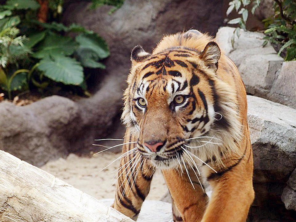 公式 動物達とのふれあい体験 神戸どうぶつ王国入園券付きプラン ホテル モンテ エルマーナ神戸 アマリー 神戸市 兵庫県 ホテル 公式 動物達とのふれあい体験 神戸どうぶつ王国入園券付きプラン ホテル モンテ エルマーナ神戸 アマリー 神戸市 兵庫県 ホテル