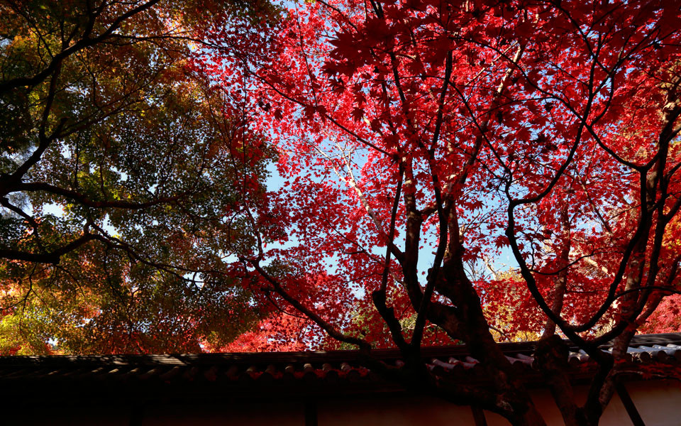 京都観光地イメージ