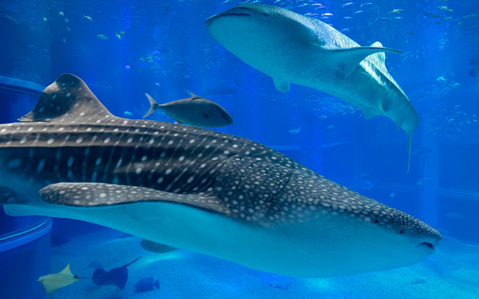 Osaka Aquarium Kaiyukan / Tempozan Harbor Village