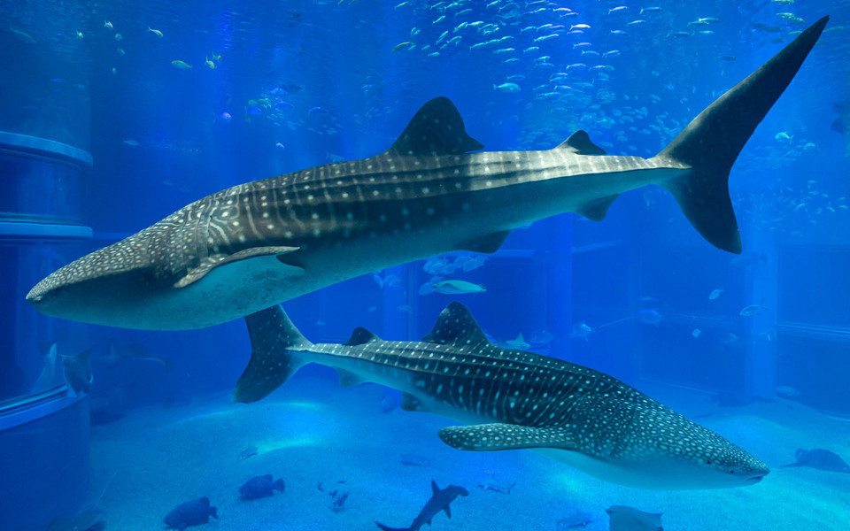 Osaka Aquarium Kaiyukan / Tempozan Harbor Village