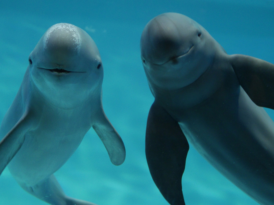 公式 観光 レジャー うみなかラインで行くマリンワールド海の中道チケット付プラン 朝食選択可 ホテルモントレ ラ スール福岡 天神駅近くのホテル 福岡市