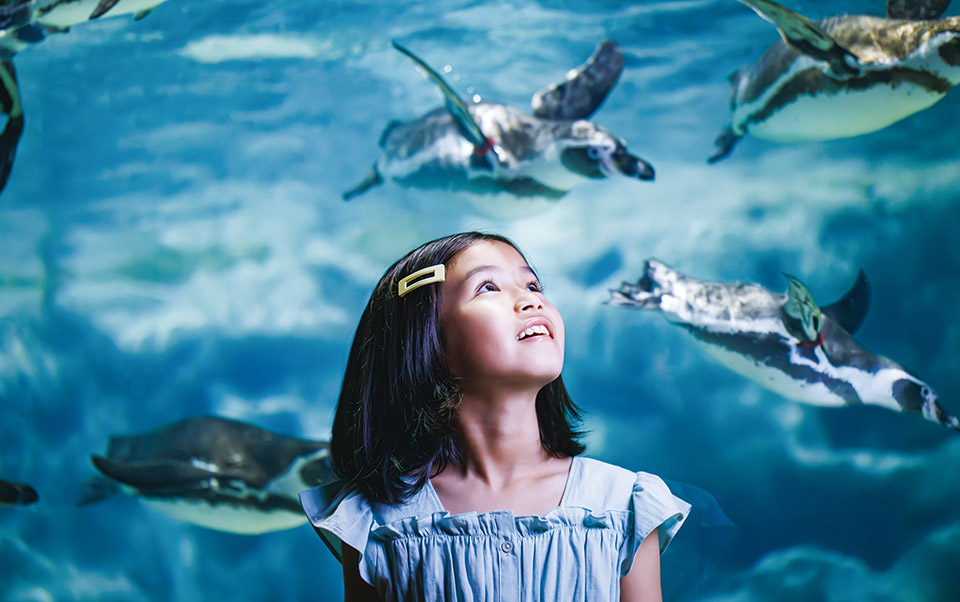 DMMかりゆし水族館01