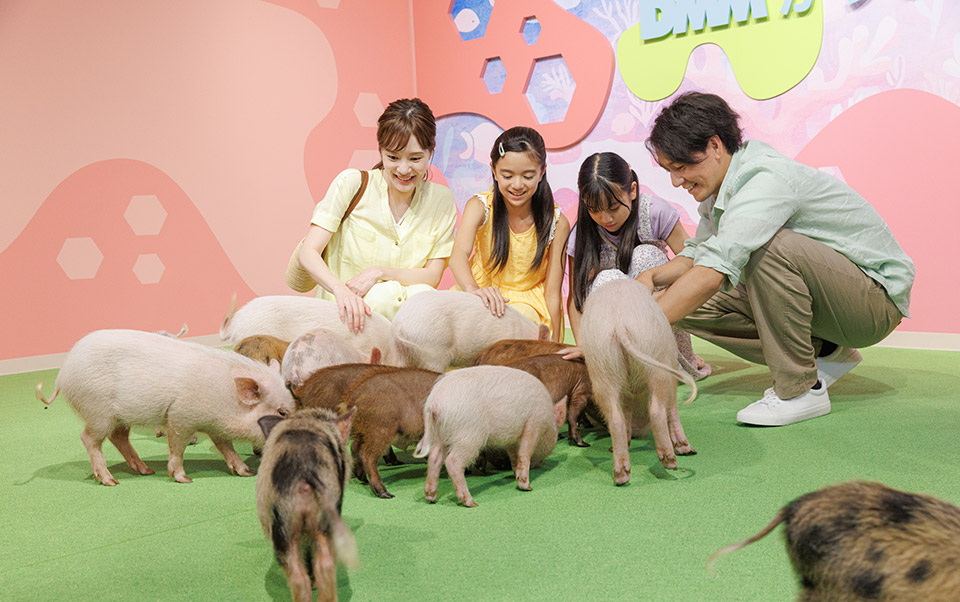 DMMかりゆし水族館04