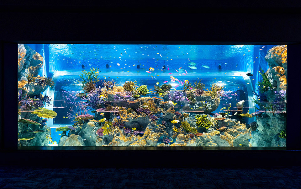 DMMかりゆし水族館05