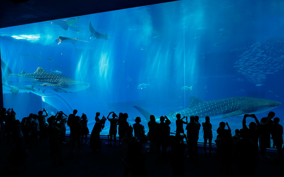 沖縄美ら海水族館