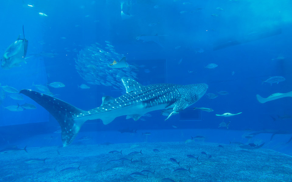 沖縄美ら海水族館