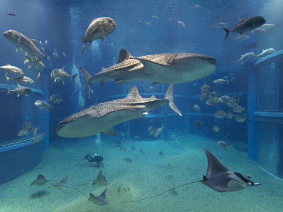 公式 デートや家族旅行にもおすすめ 海遊館入場券付きプラン 朝食選択可 ホテルモントレ大阪 梅田 大阪駅近くのホテル 大阪府大阪市