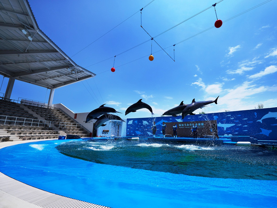 公式 観光 レジャー 仙台うみの杜水族館 入館券引換チケット付プラン ホテルモントレ仙台 仙台駅近くのホテル 宮城県仙台市 公式 観光 レジャー 仙台うみの杜水族館 入館券引換チケット付プラン ホテルモントレ仙台 仙台駅近くのホテル 宮城県仙台市